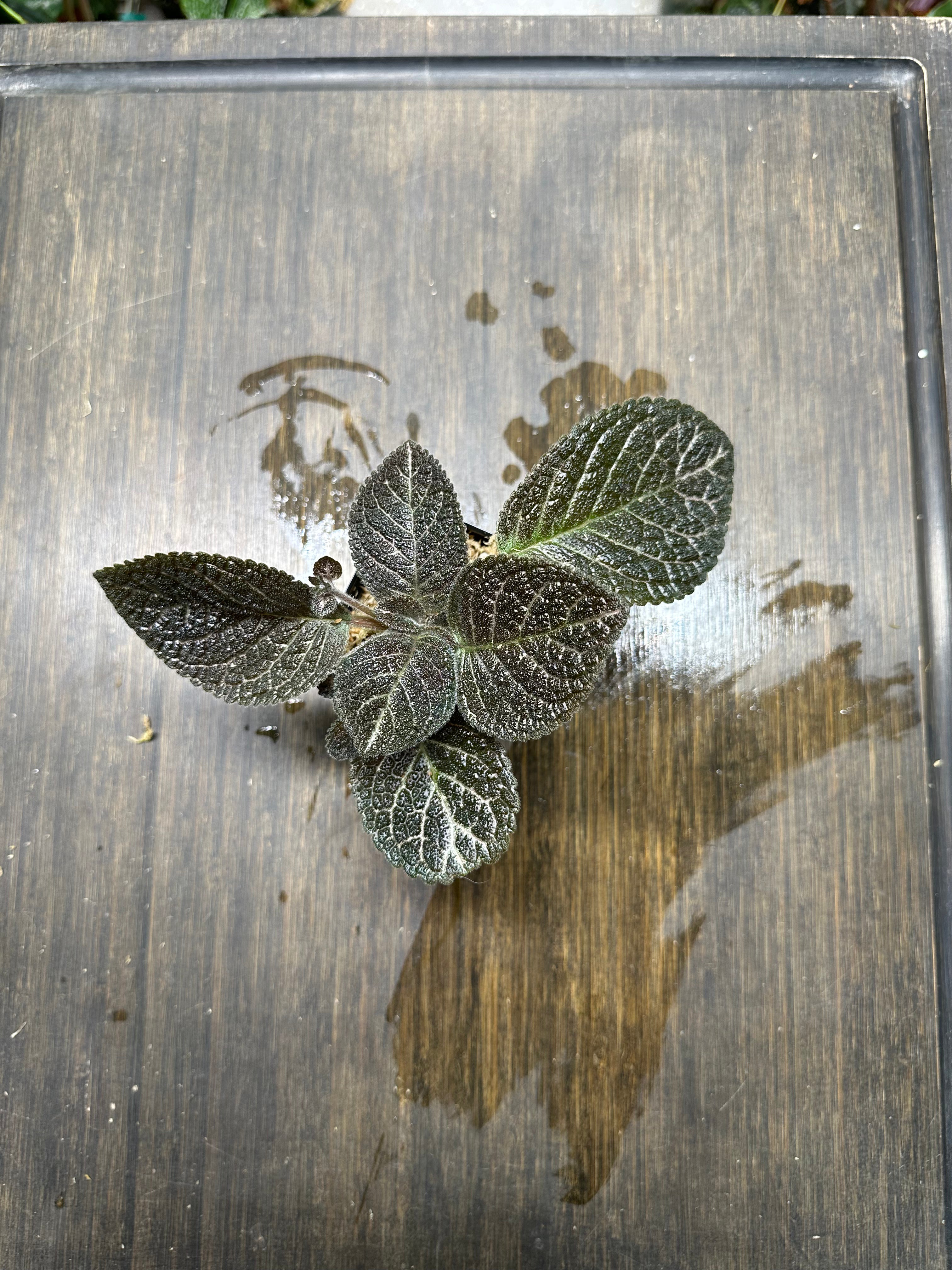 Episcia 'Longwood Gardens'