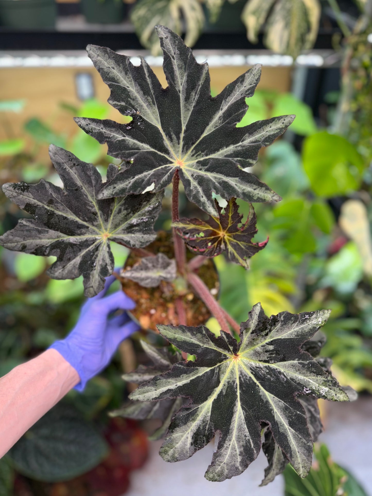 Begonia Gunmetal