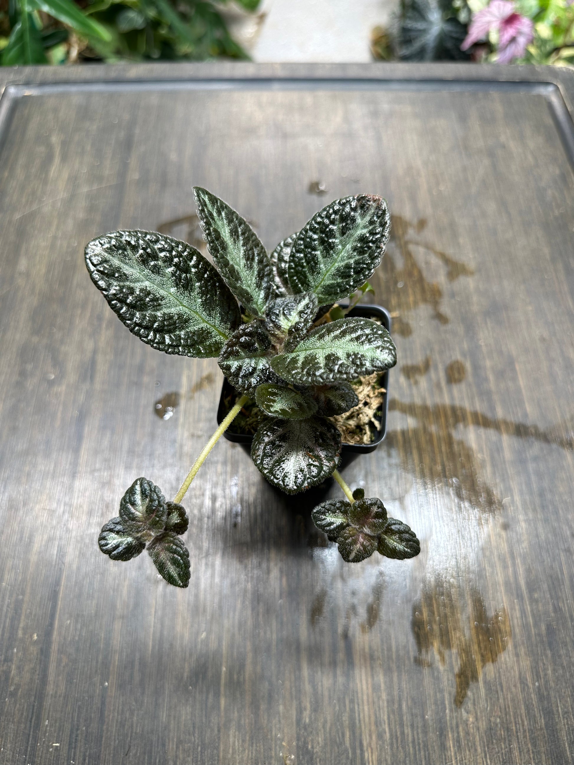 chocolate spider plant Episcia 'Chocolate Soldier' Houseplant – NurseryRx