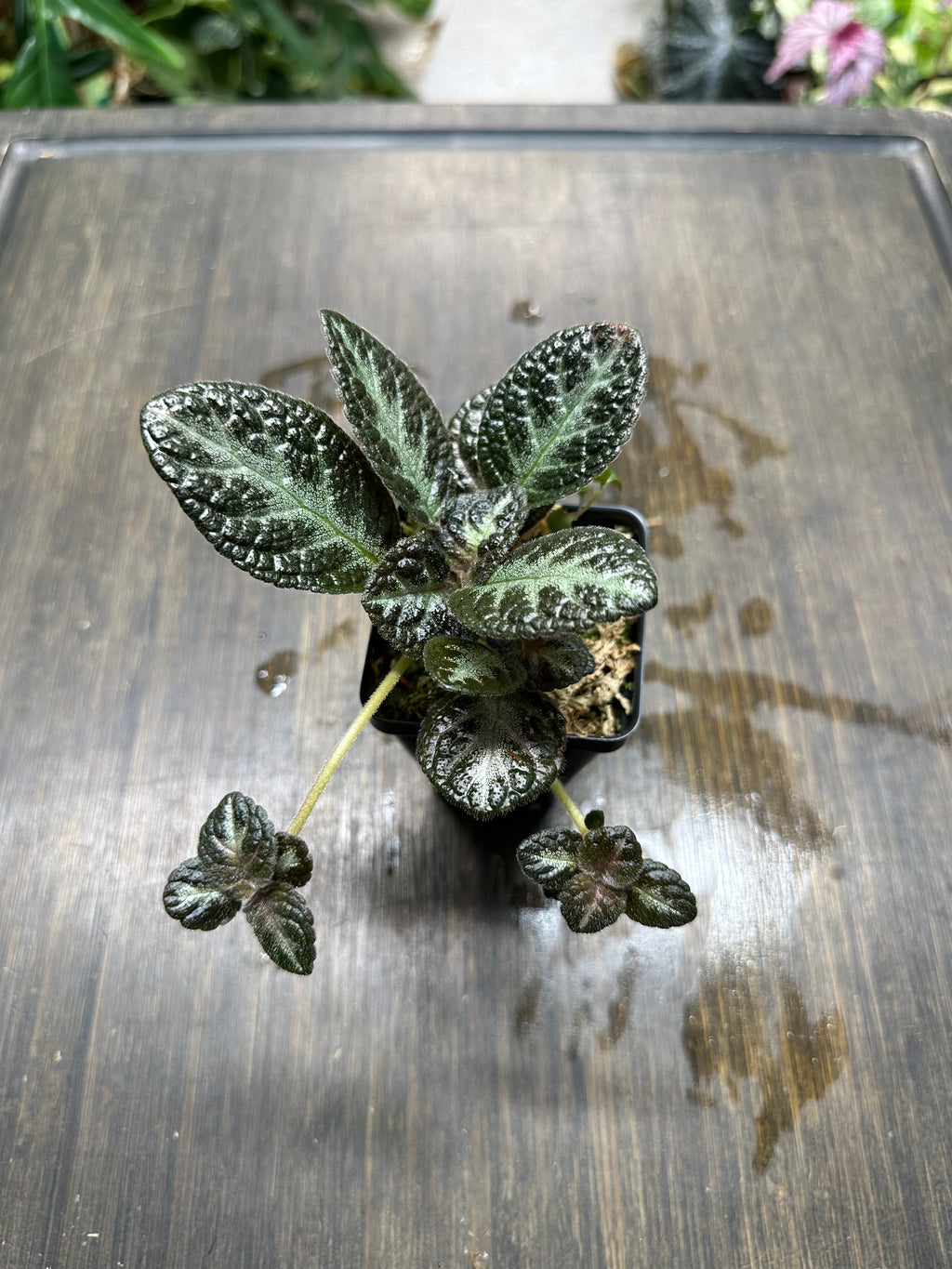 Episcia 'Chocolate Soldier'