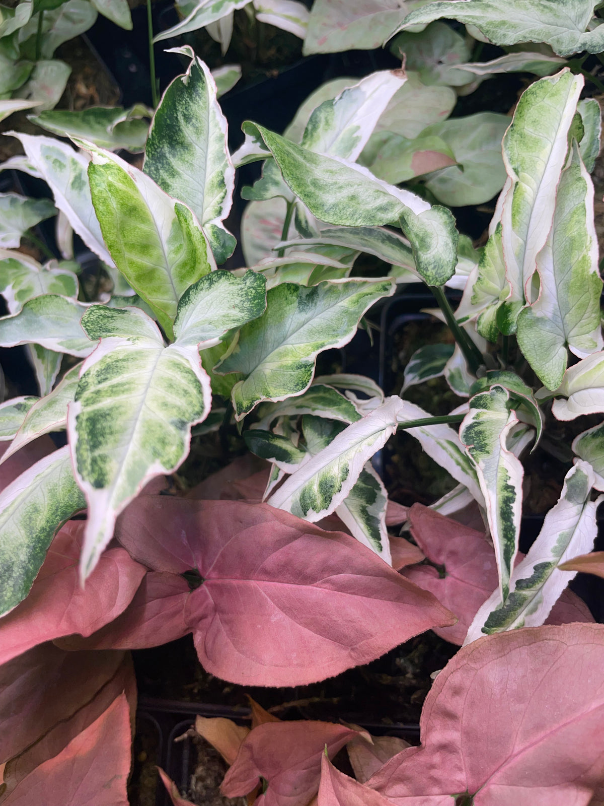 Rare Syngonium Bundle