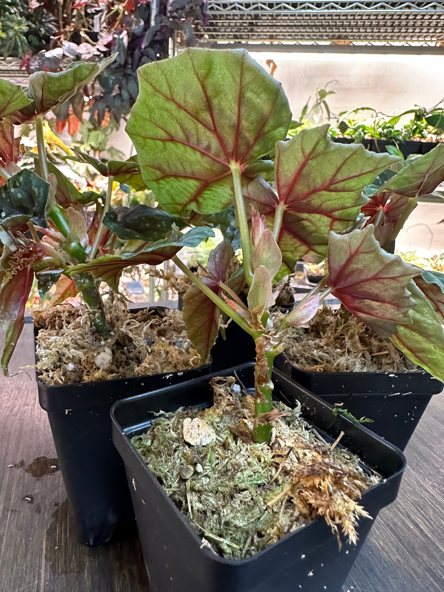 Begonia Lubbergei