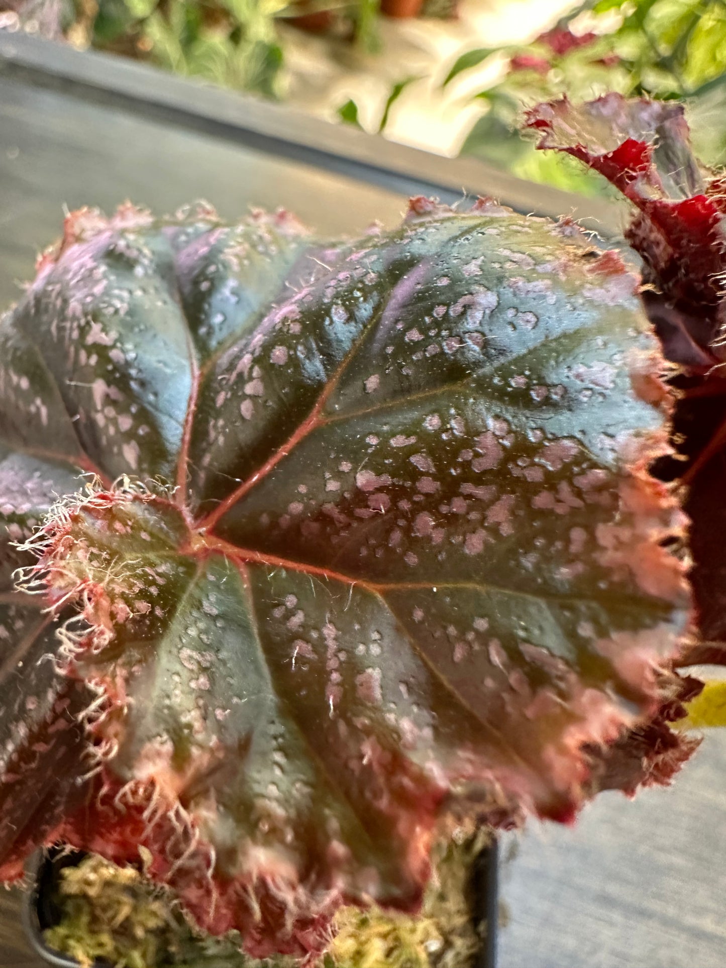 Begonia Jelly Roll Morton