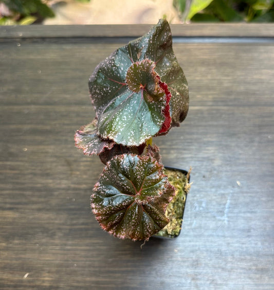 Begonia Jelly Roll Morton