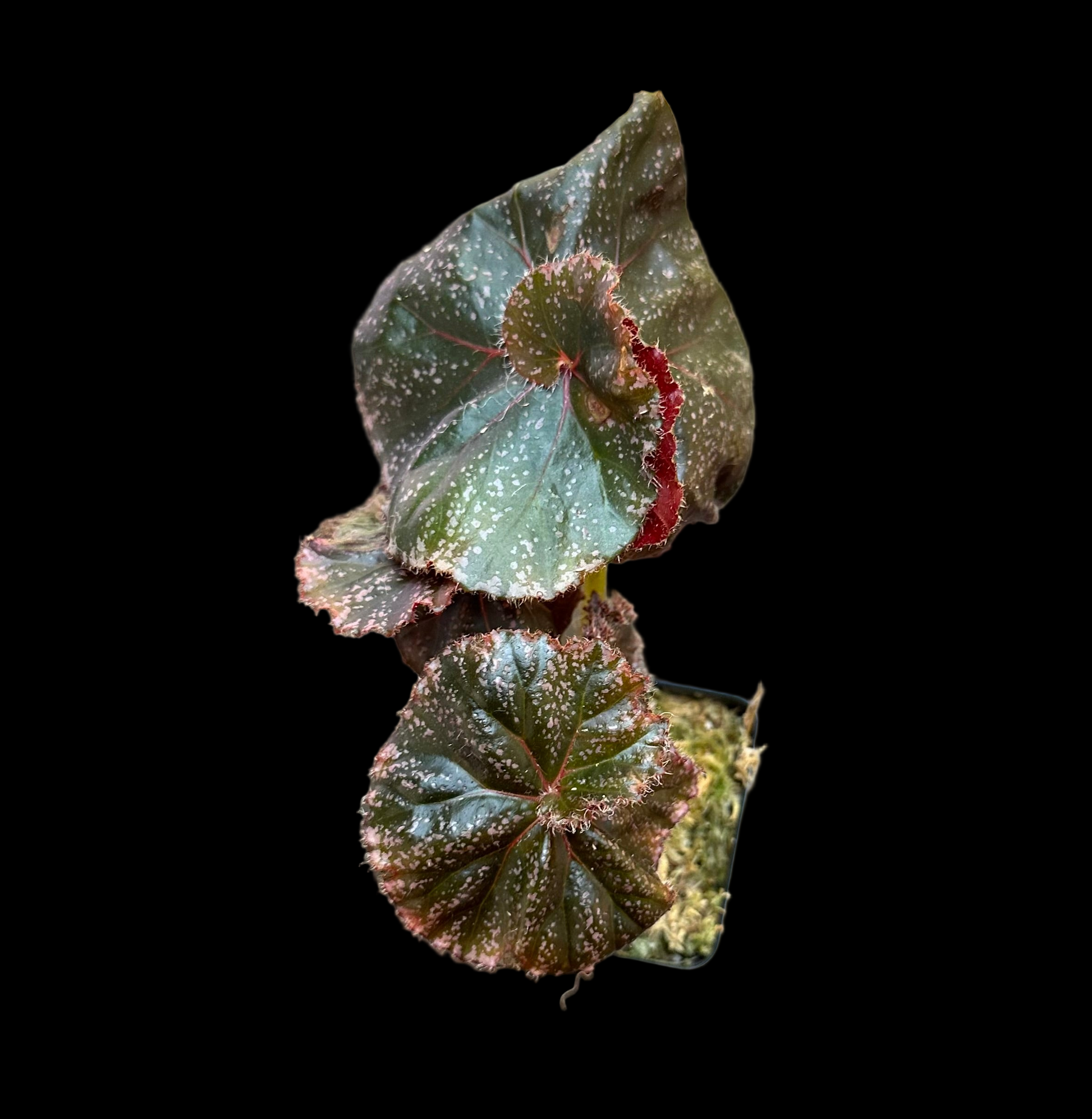 Begonia Jelly Roll Morton begonia plant in pot