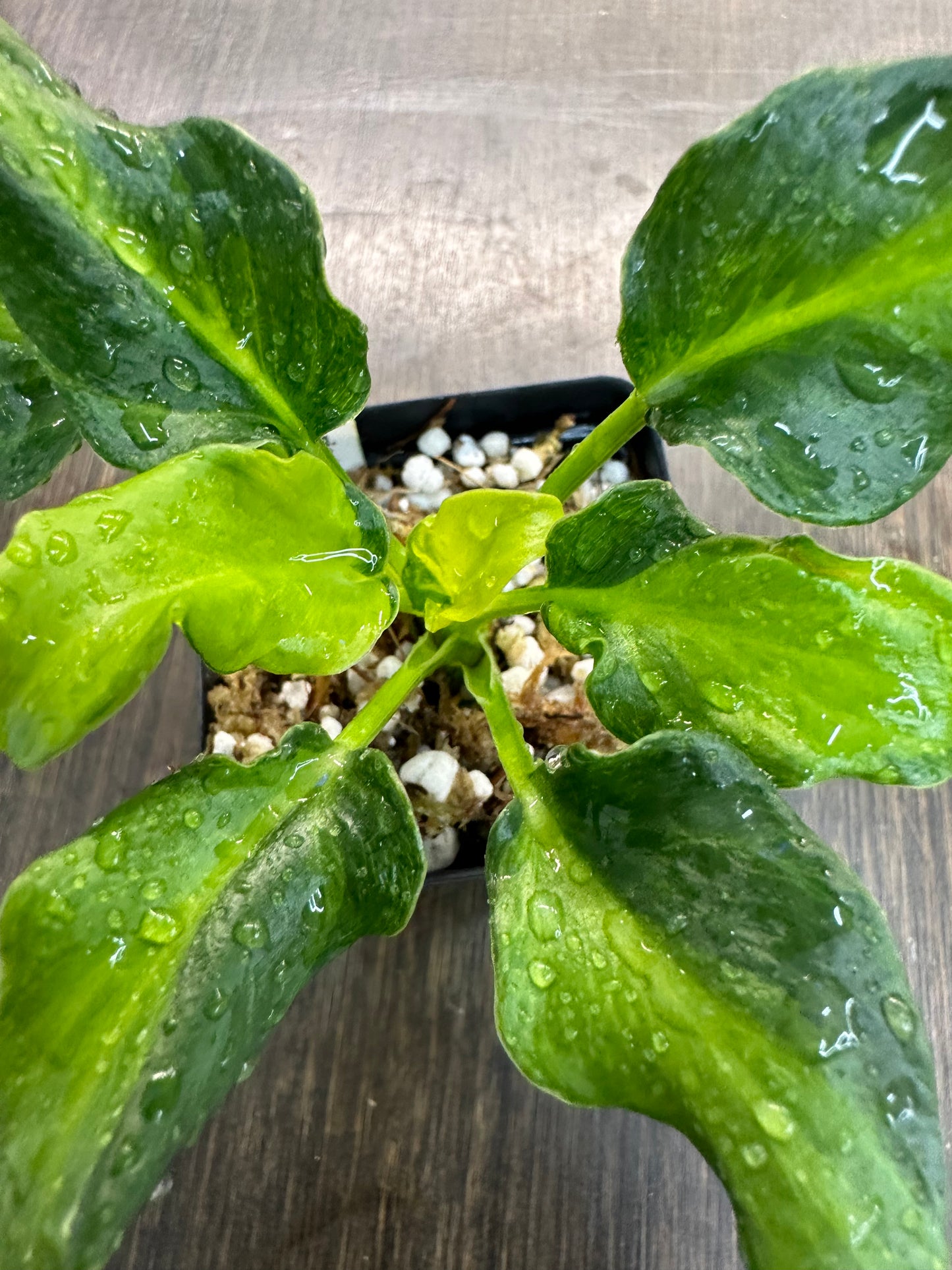 Philodendron xanadu variegata