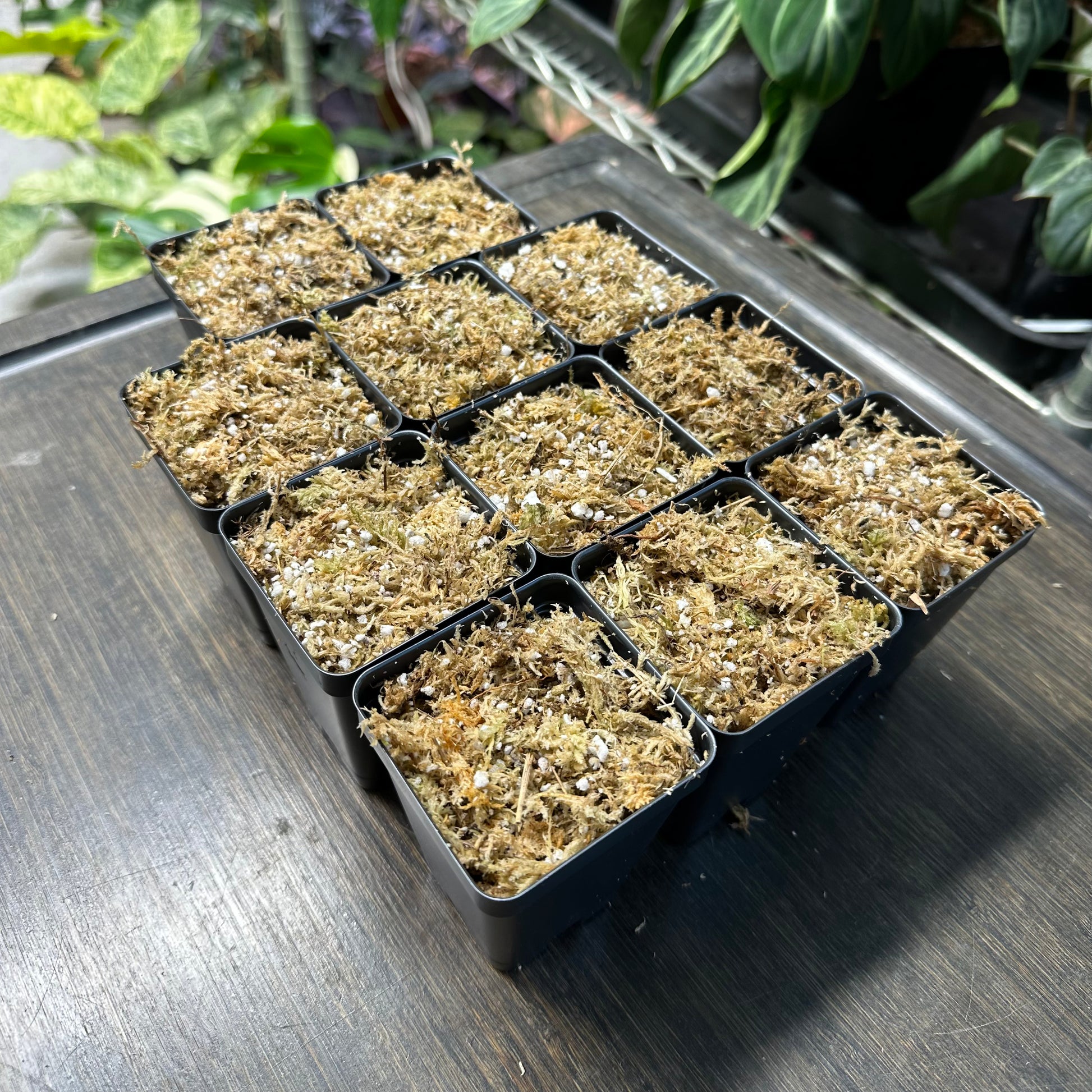 can i mix sphagnum moss with potting soil Sphagnum Moss & Perlite Mix – NurseryRx