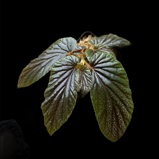 Begonia U402