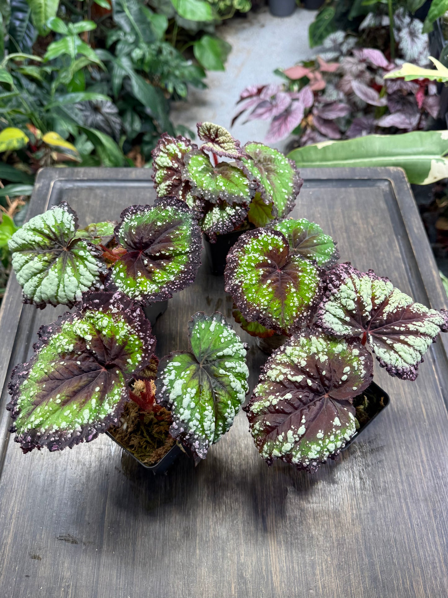 Begonia Fireworks