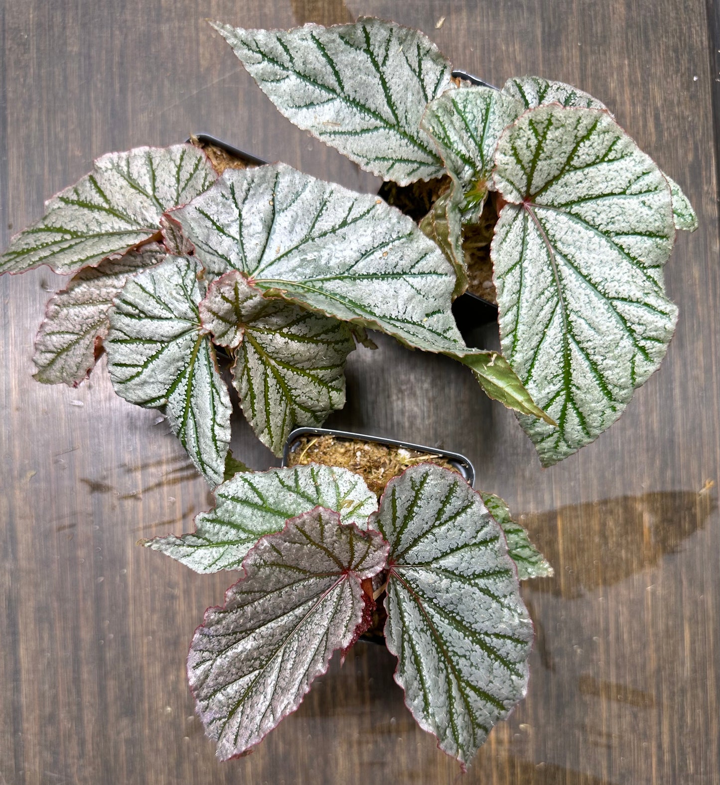 Begonia Don Miller