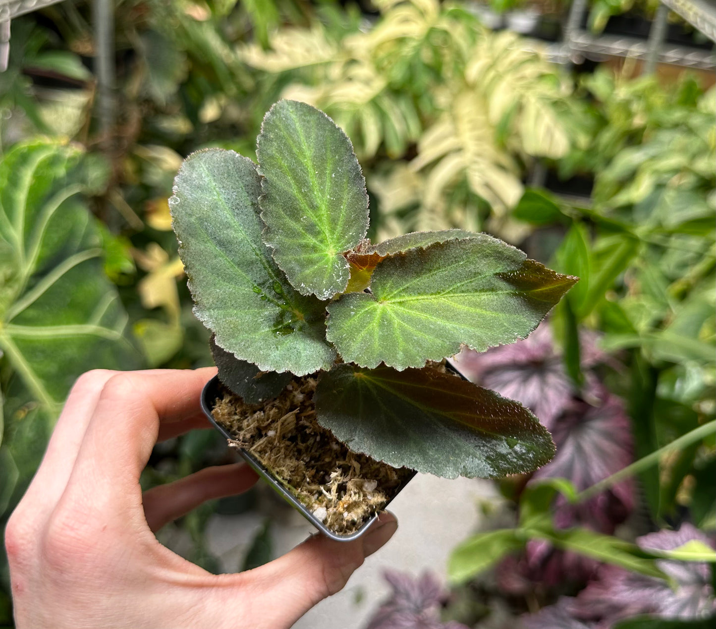 Begonia Withlacoochee