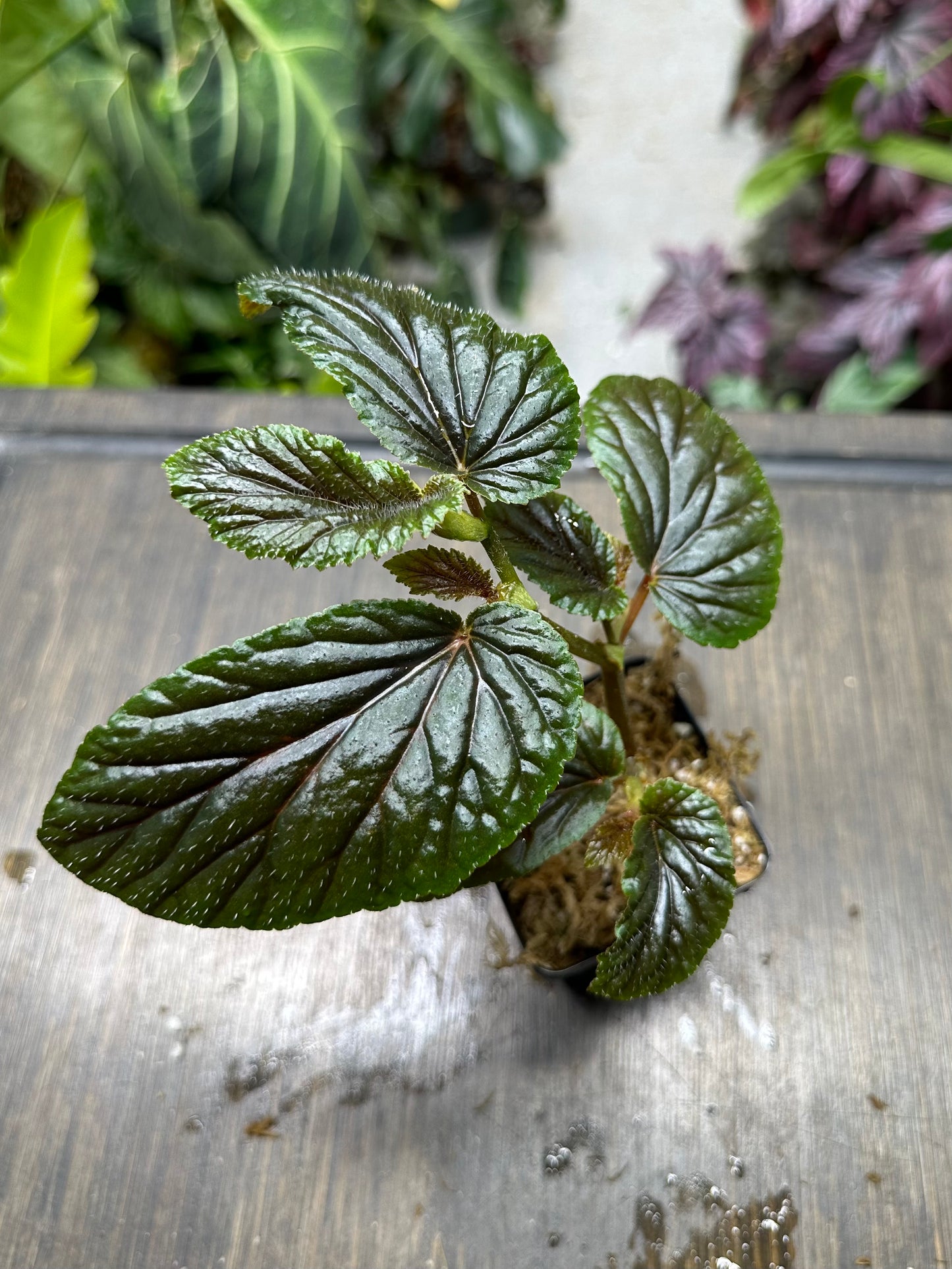 Begonia U402