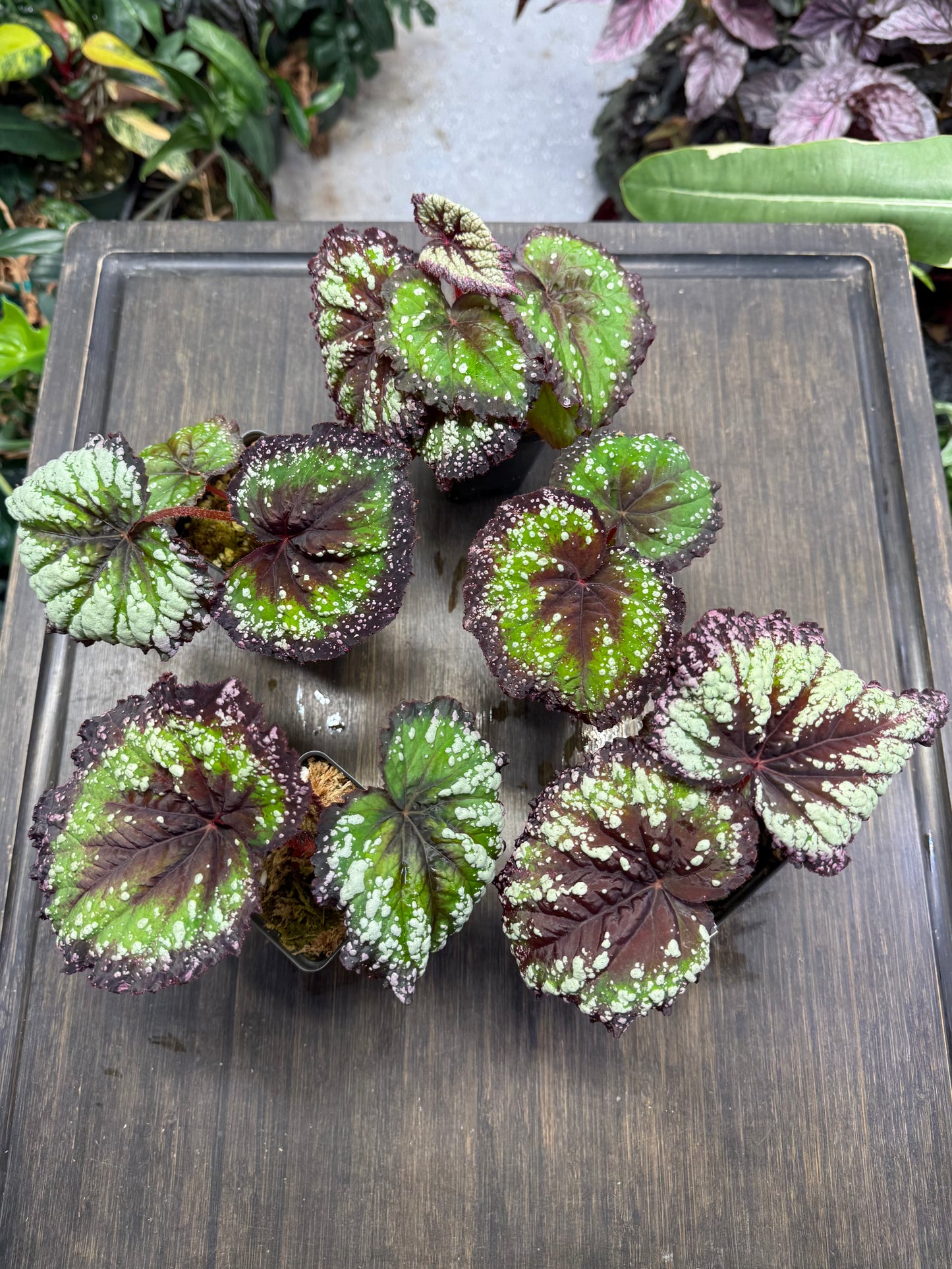 Begonia Fireworks