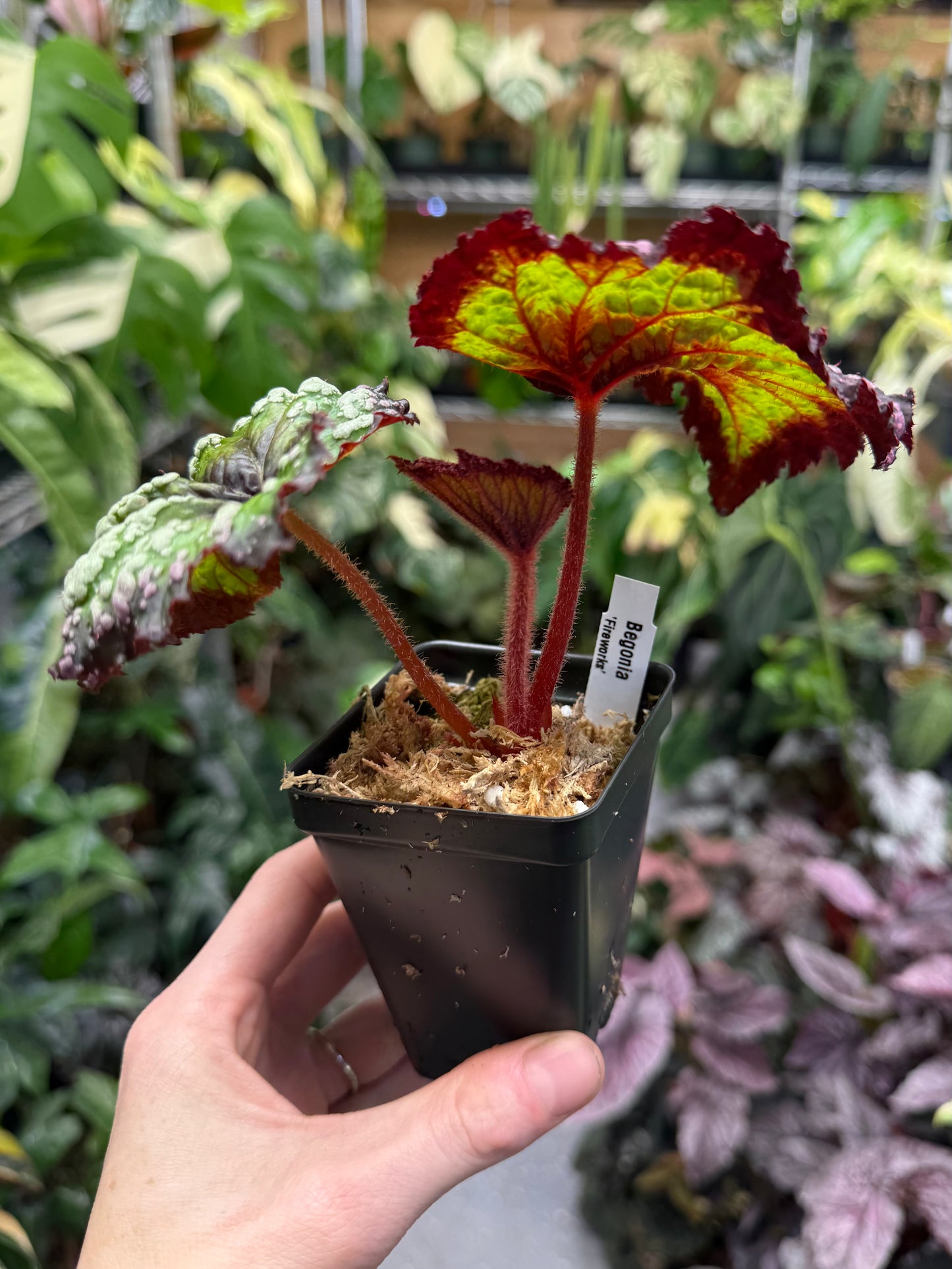 Begonia Fireworks