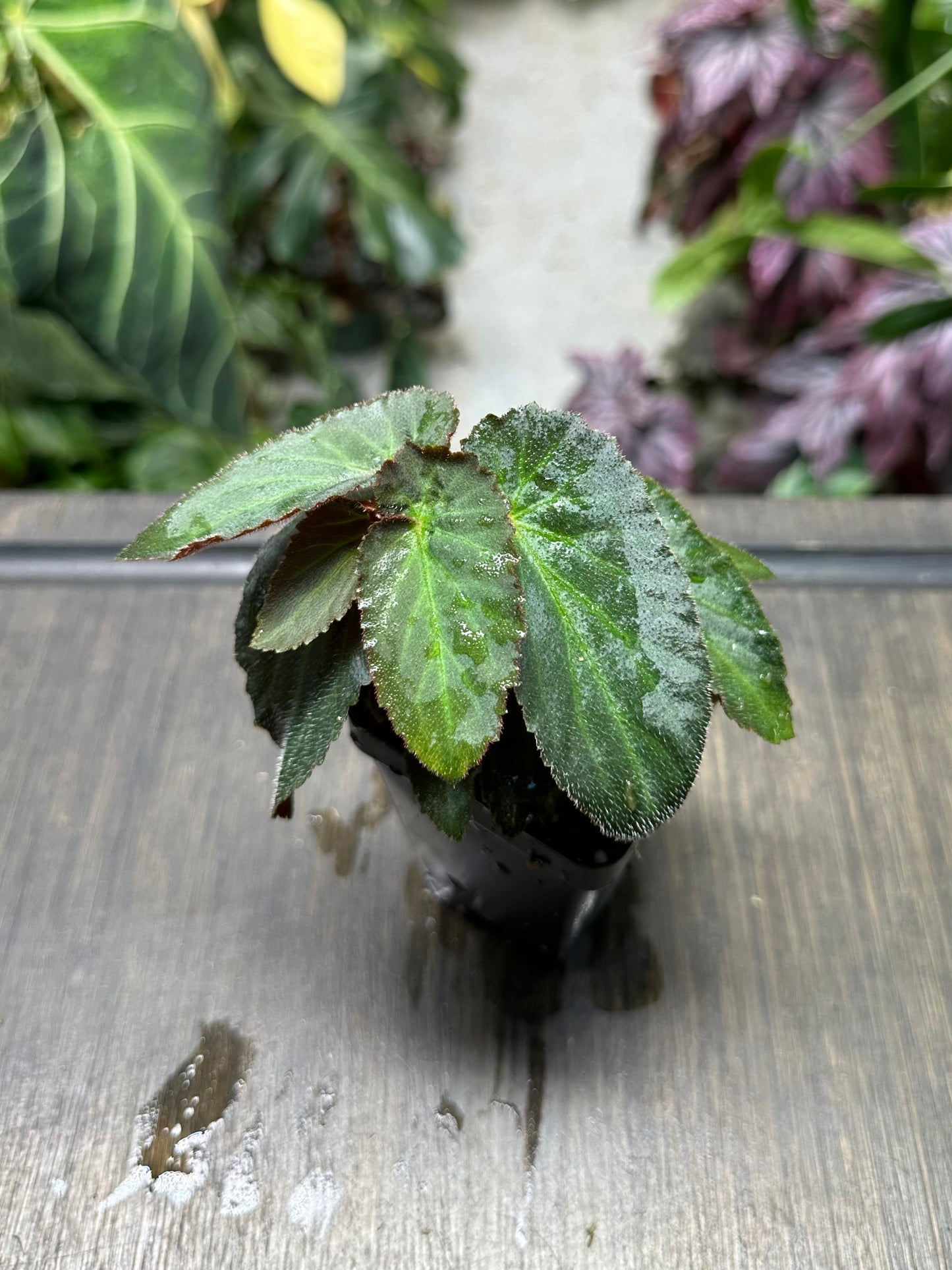 Begonia Withlacoochee