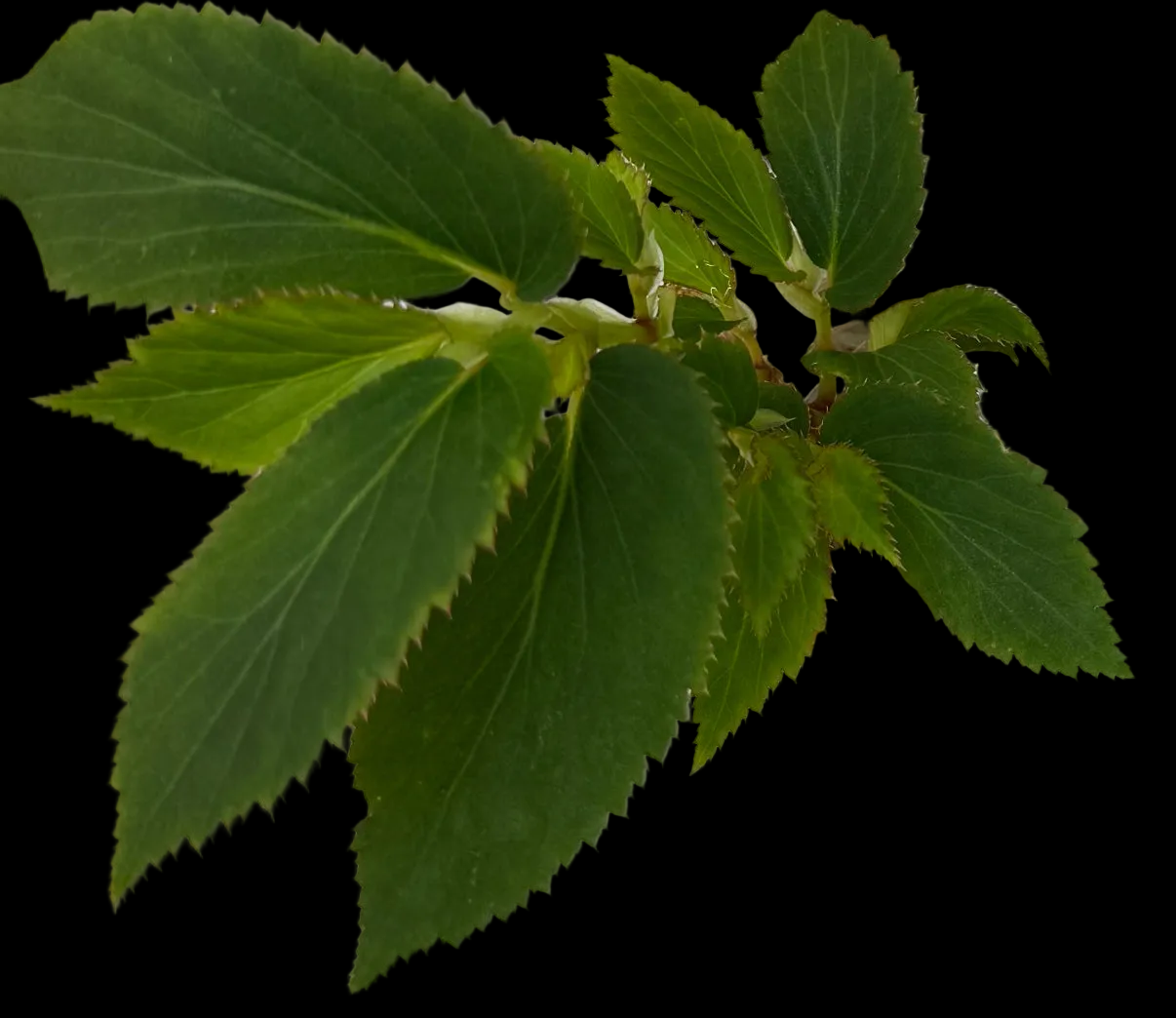Begonia U260