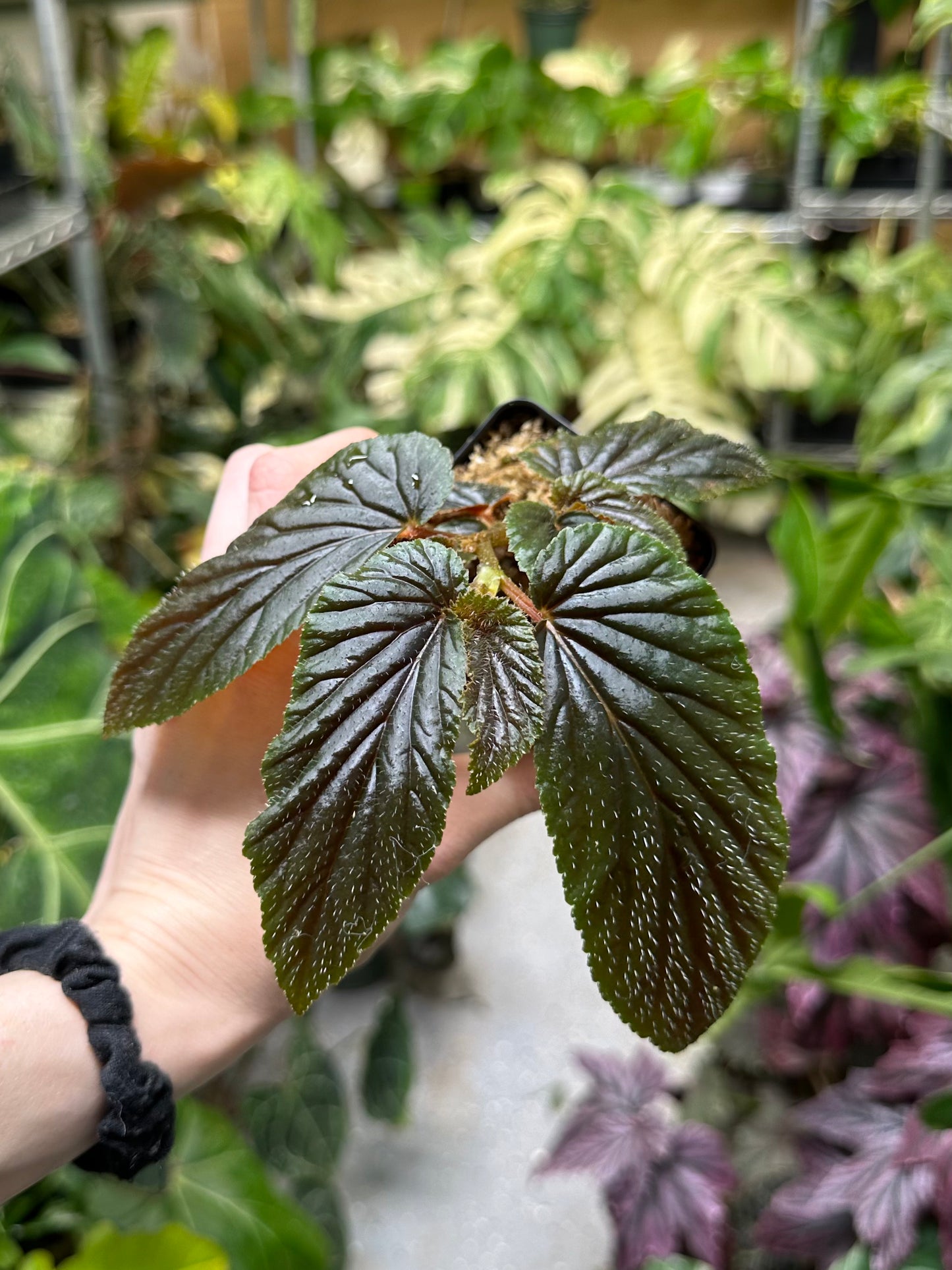 Begonia U402