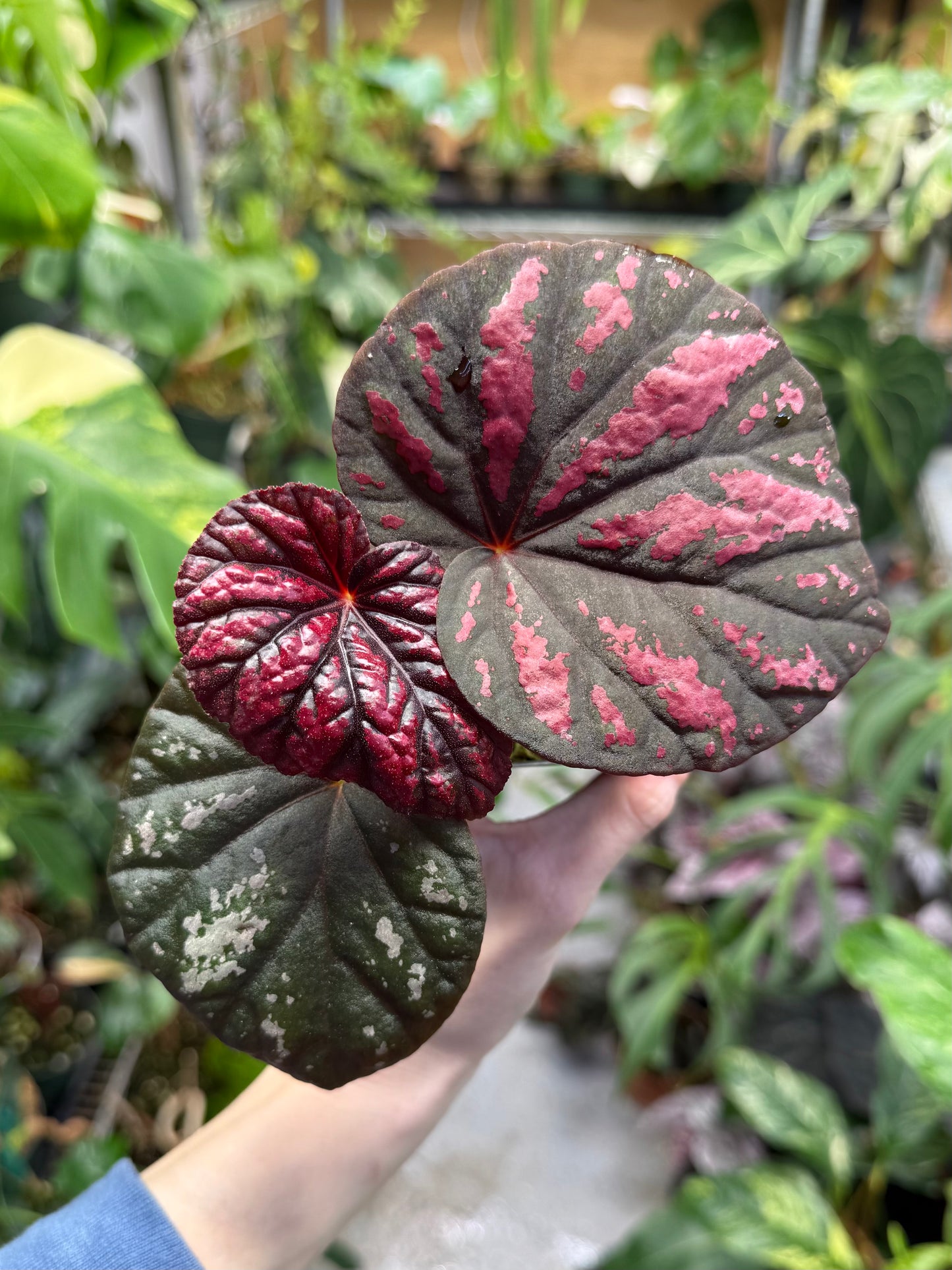 Begonia ‘Candy Stripes’