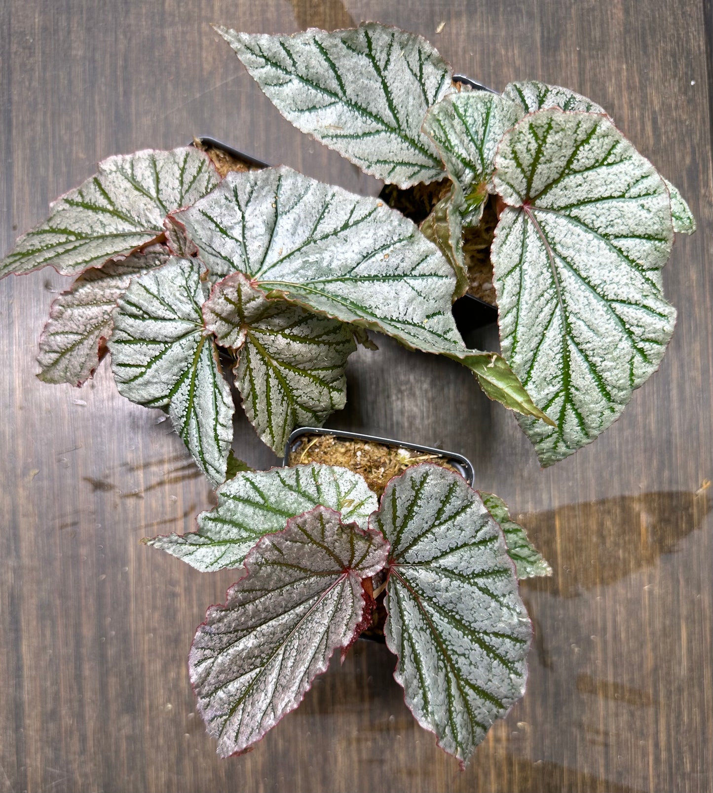 Begonia Don Miller