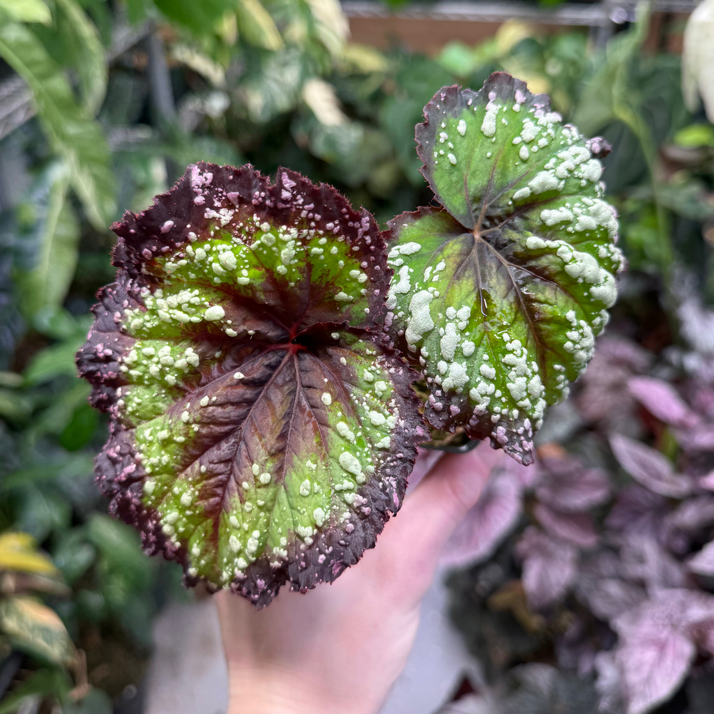 Begonia Fireworks