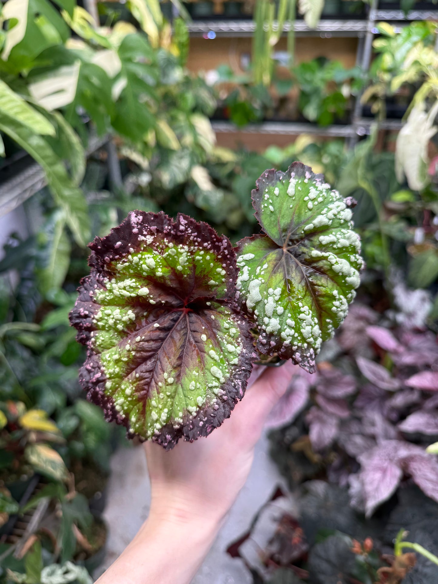 Begonia Fireworks