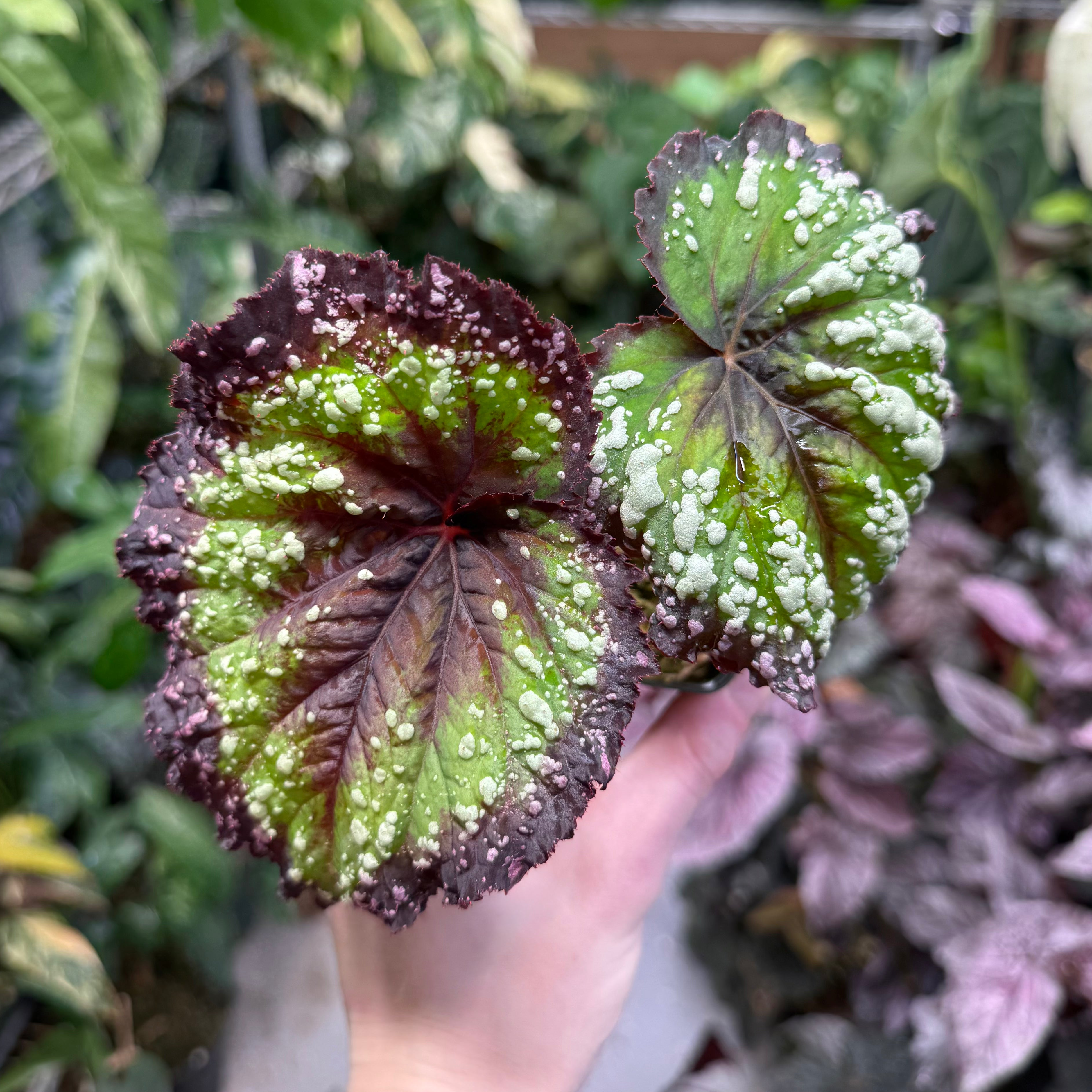Begonia Fireworks
