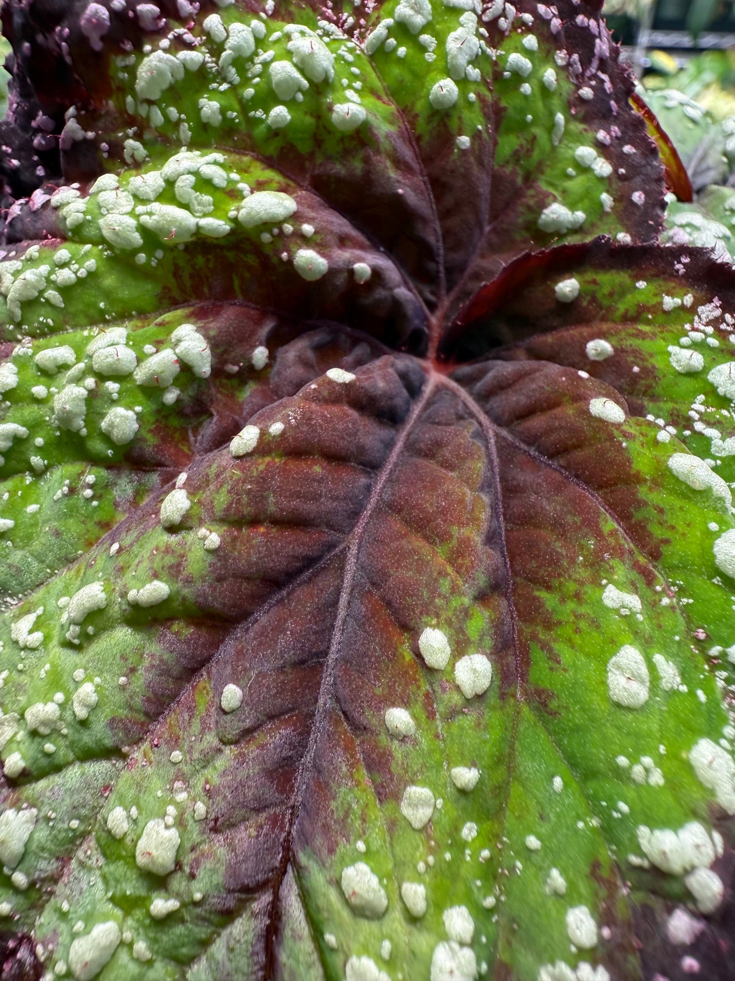 Begonia Fireworks