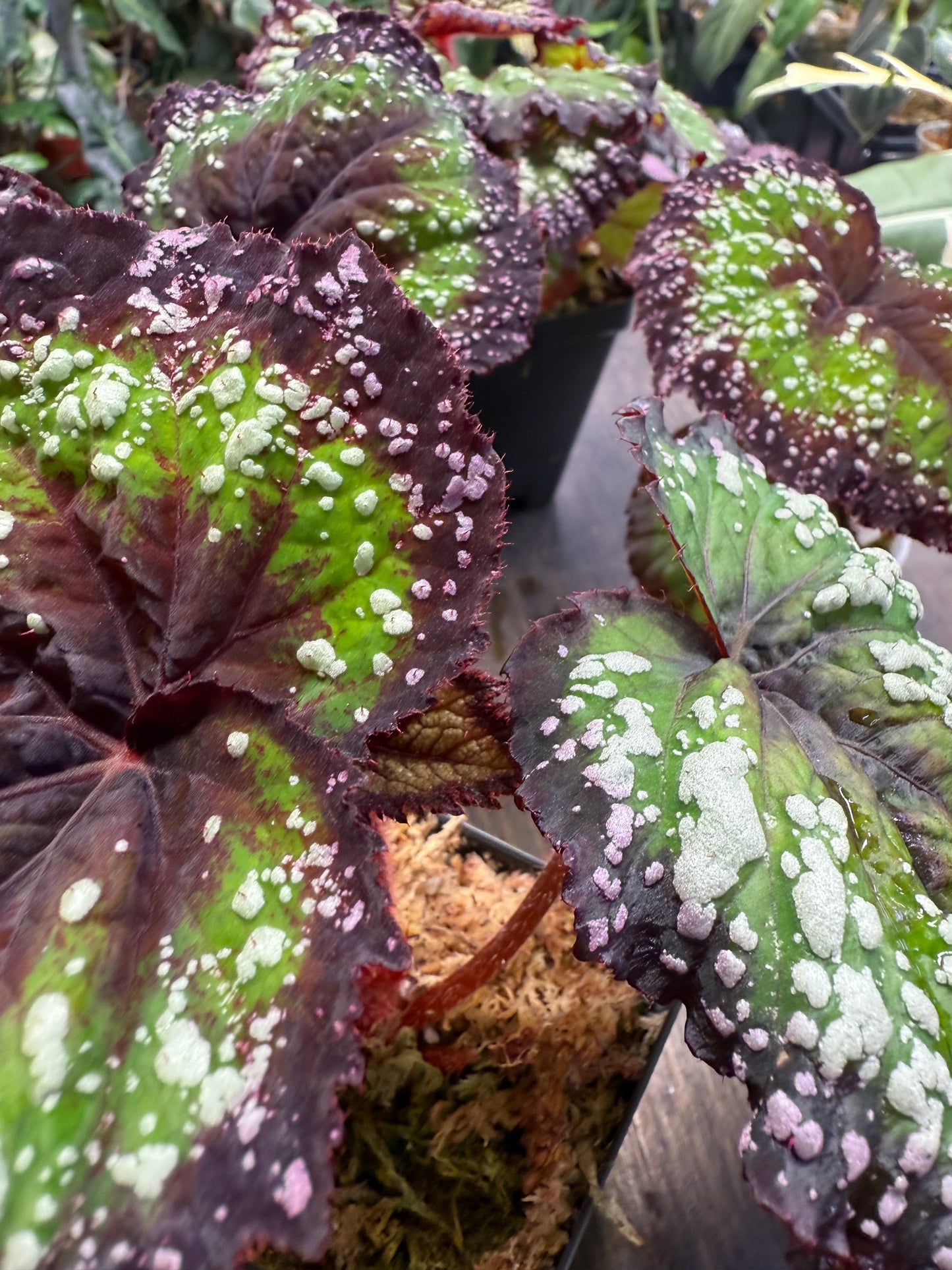 Begonia Fireworks