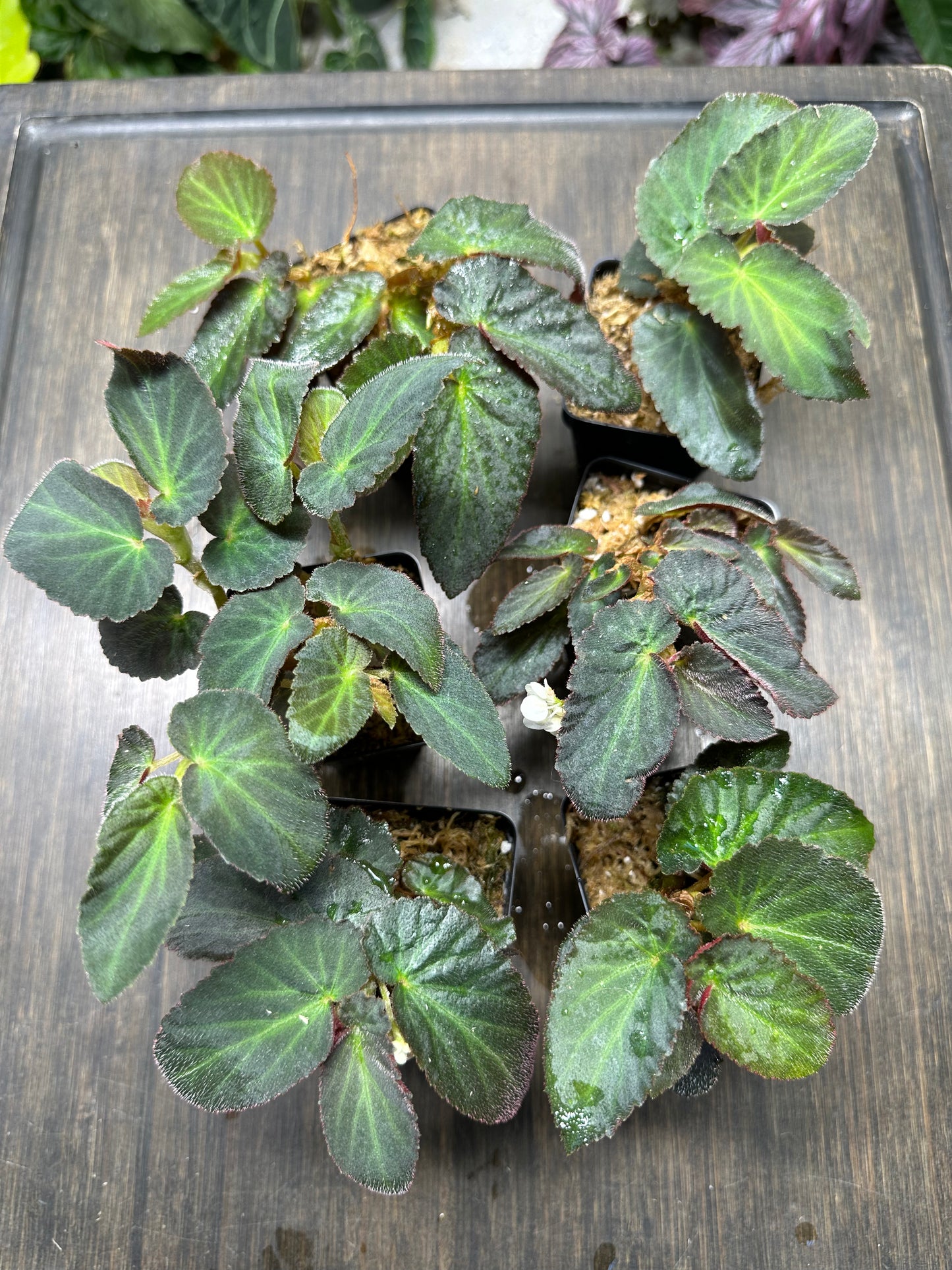 Begonia Withlacoochee