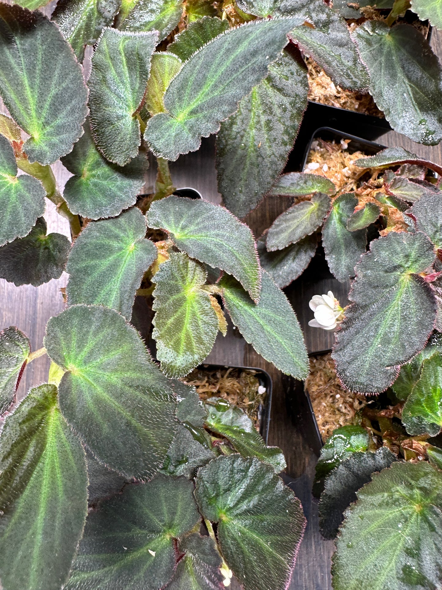 Begonia Withlacoochee