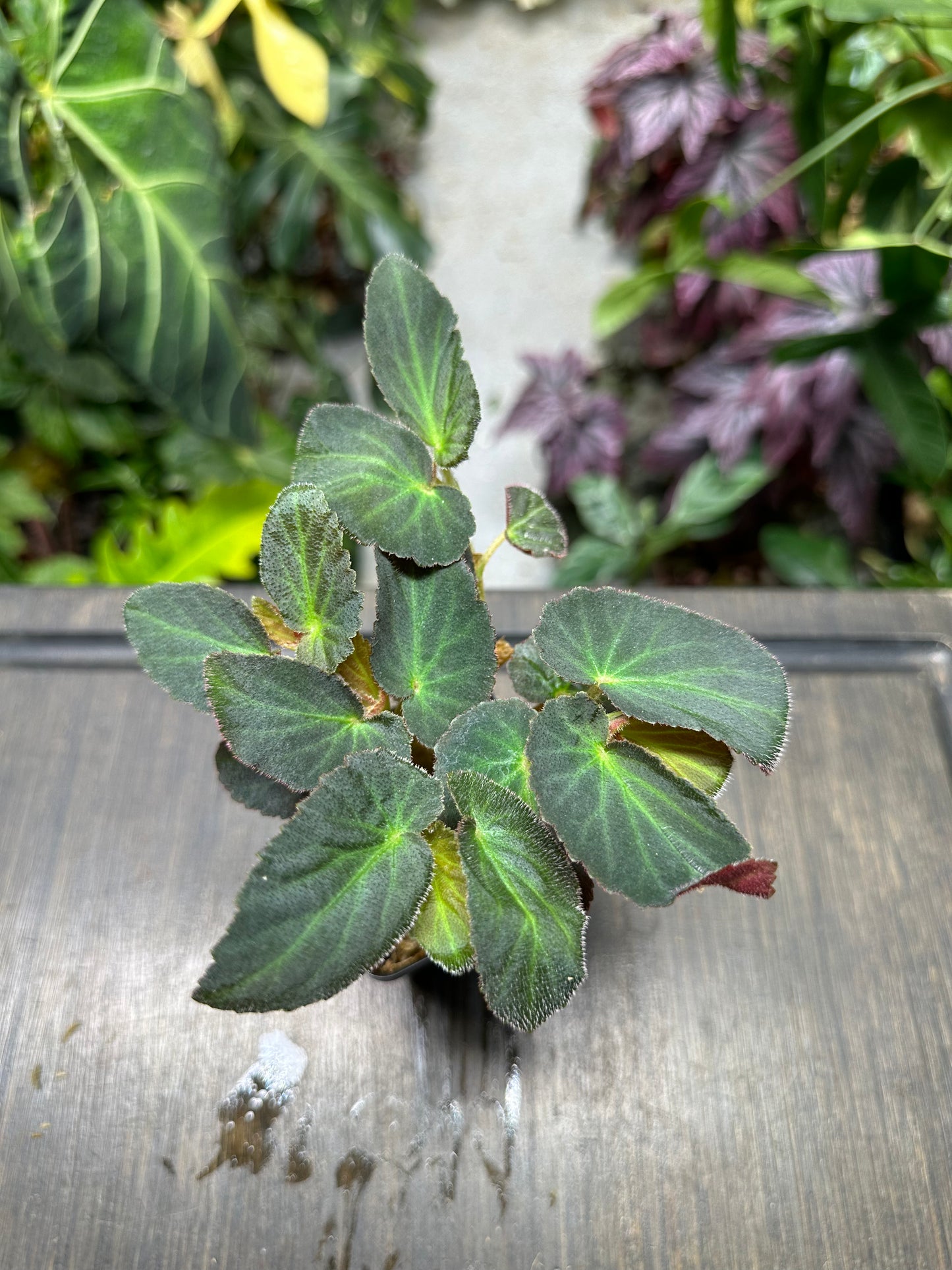 Begonia Withlacoochee