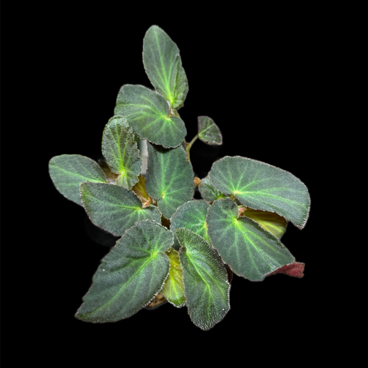 Begonia Withlacoochee