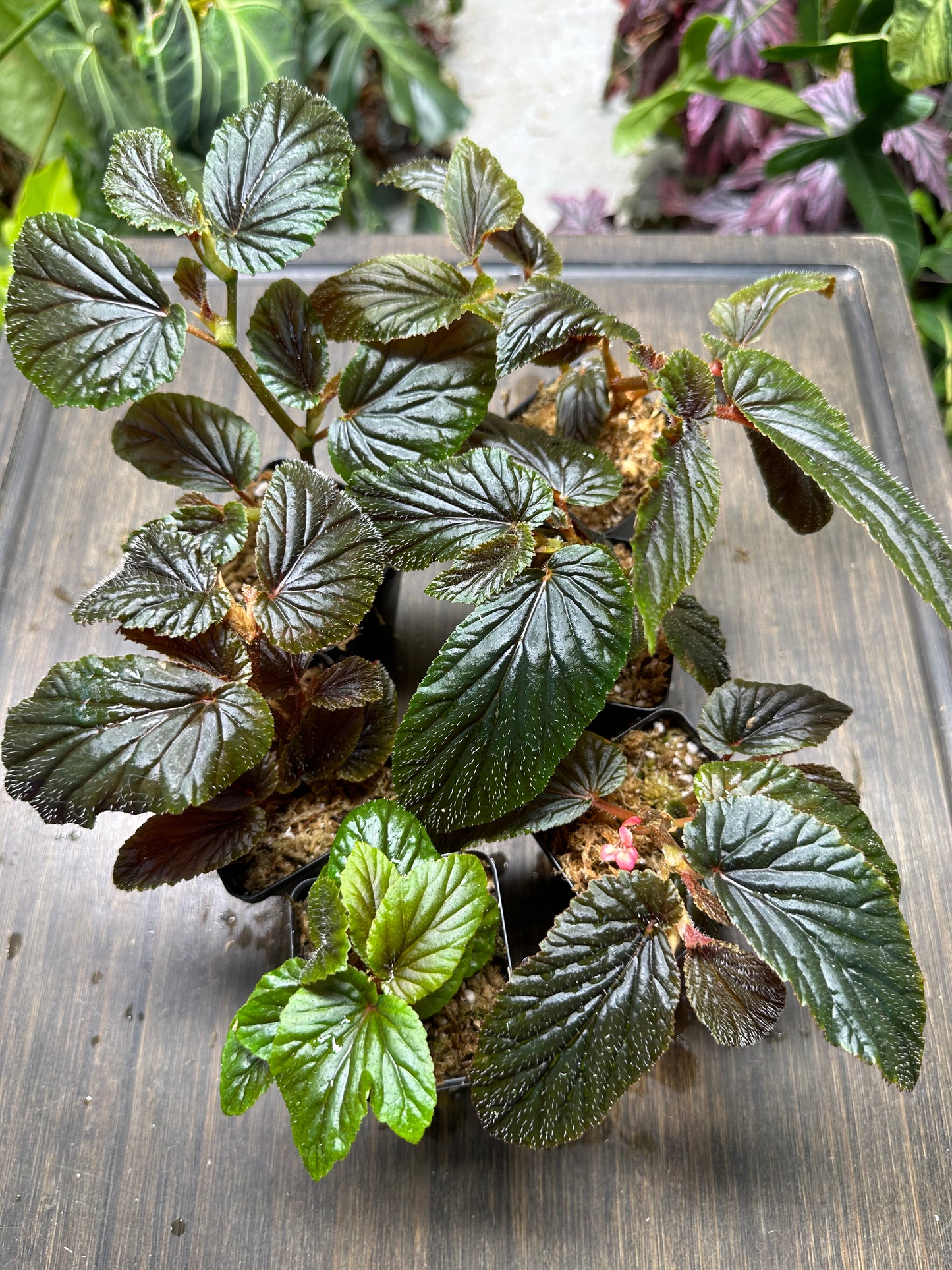 Begonia U402