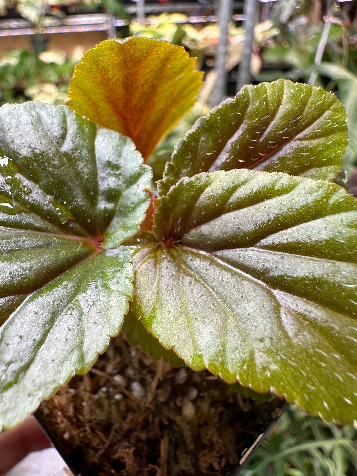 Begonia U402