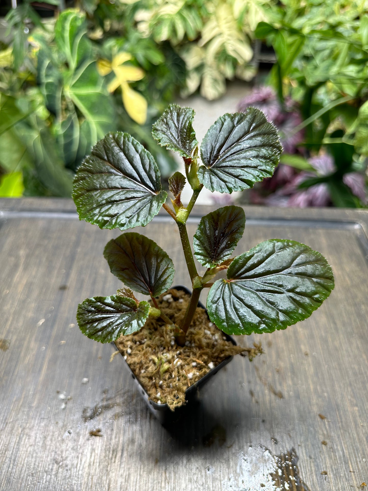 Begonia U402