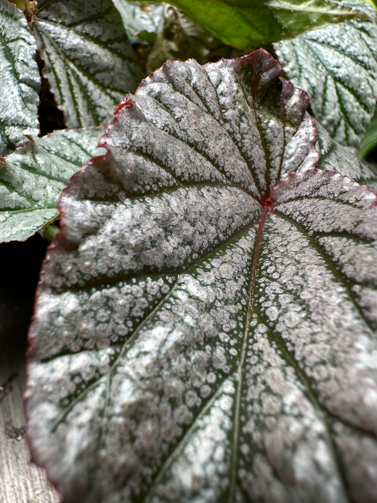 Begonia Don Miller