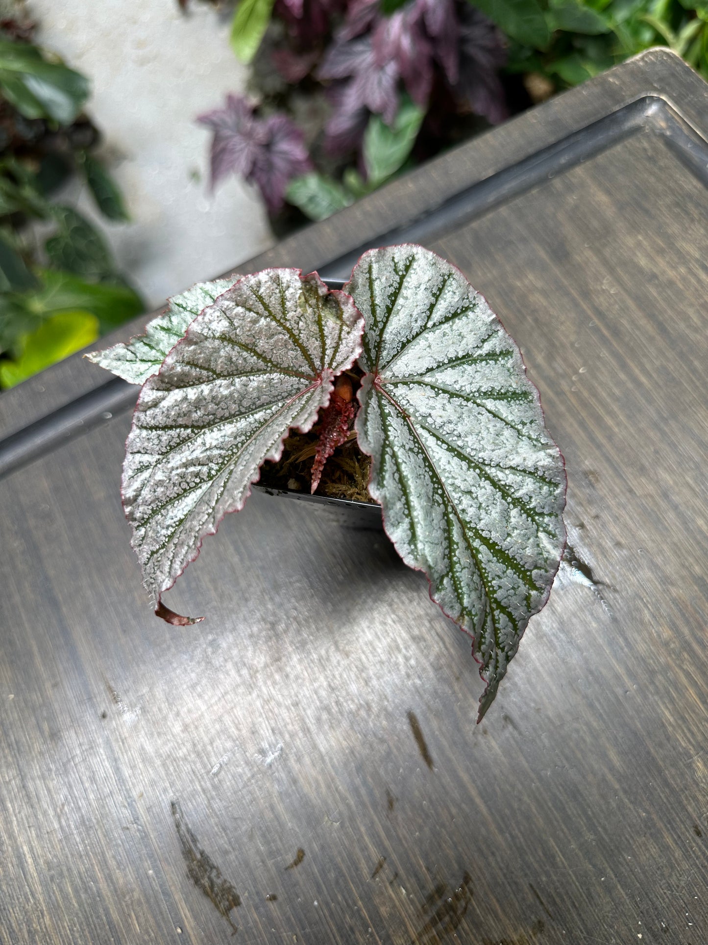 Begonia Don Miller