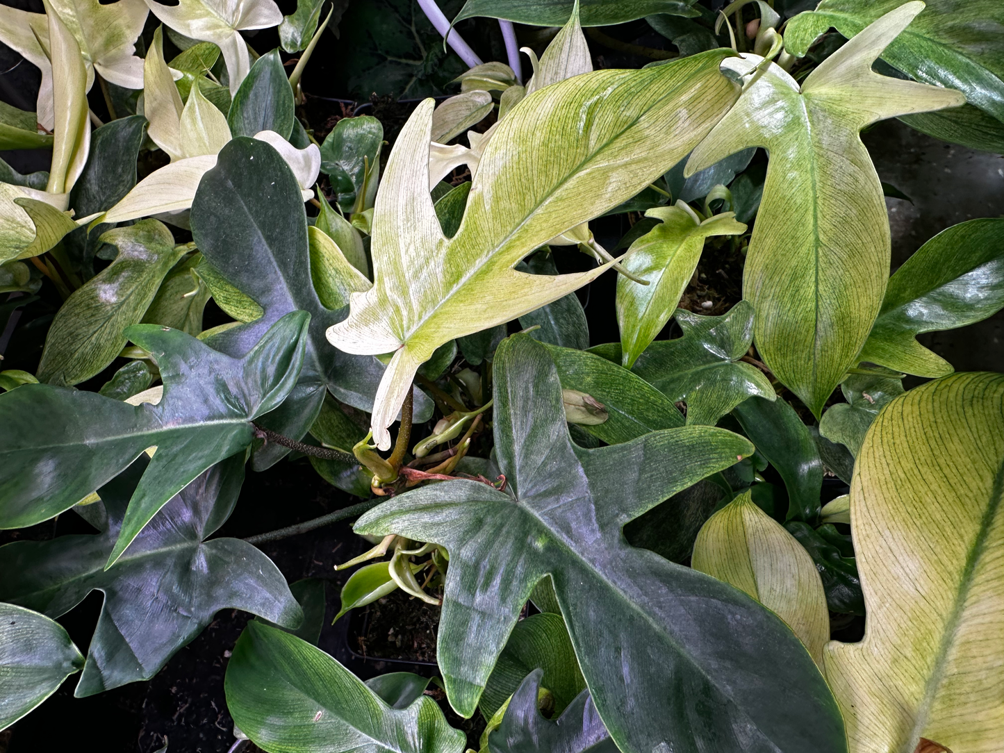 Philodendron Florida Ghost