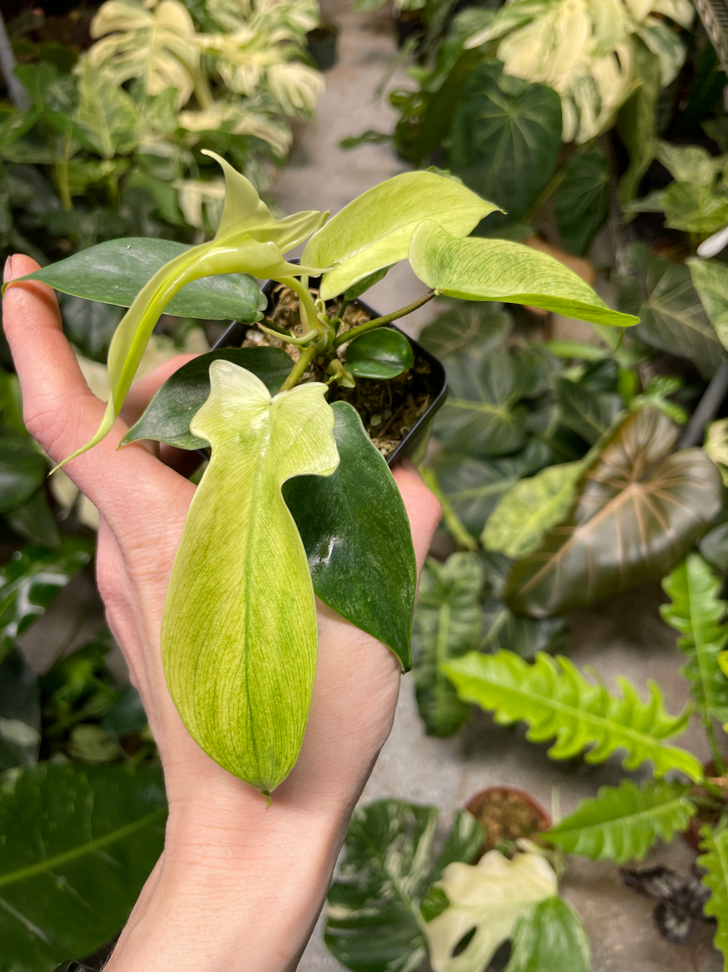 Philodendron Florida Ghost