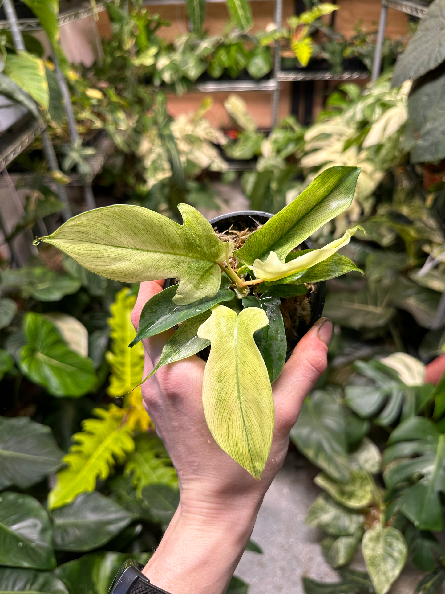 Philodendron Florida Ghost