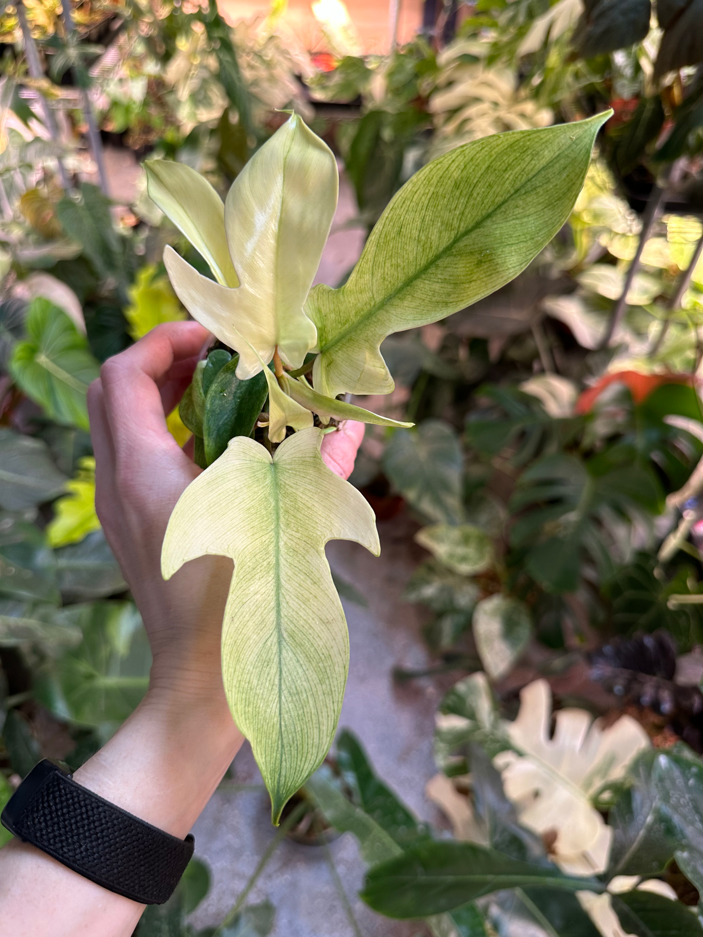 Philodendron Florida Ghost