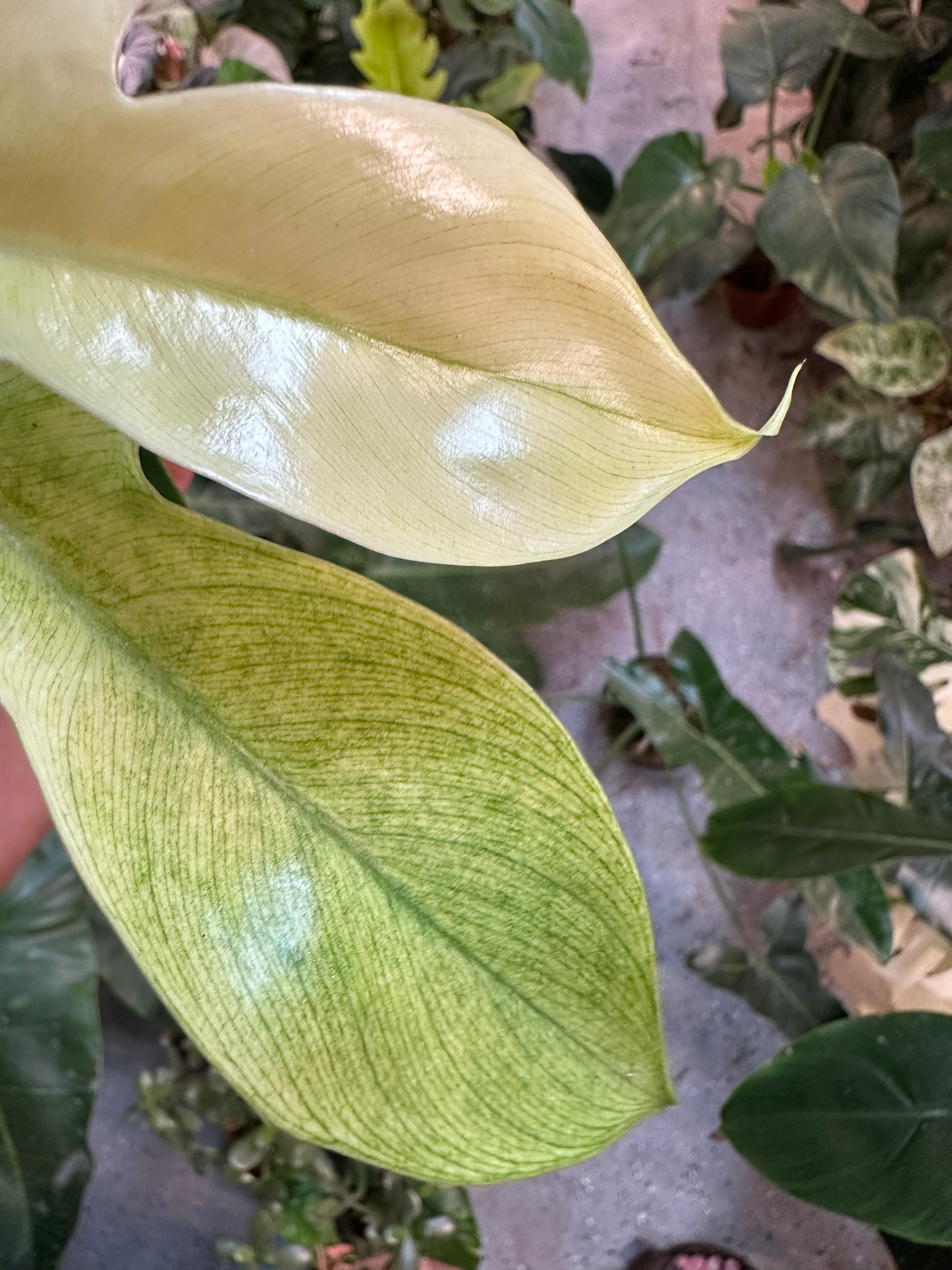 Philodendron Florida Ghost