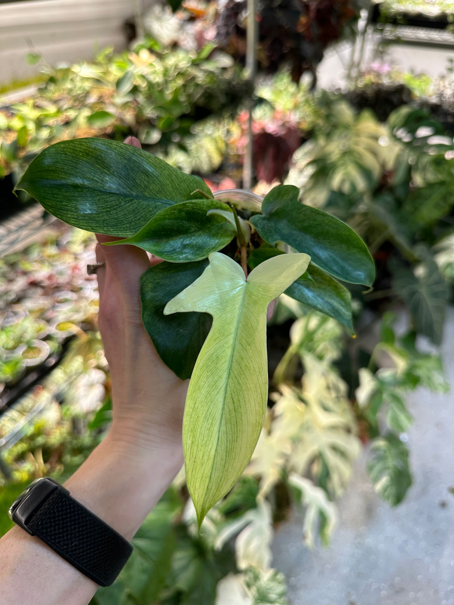 Philodendron Florida Ghost