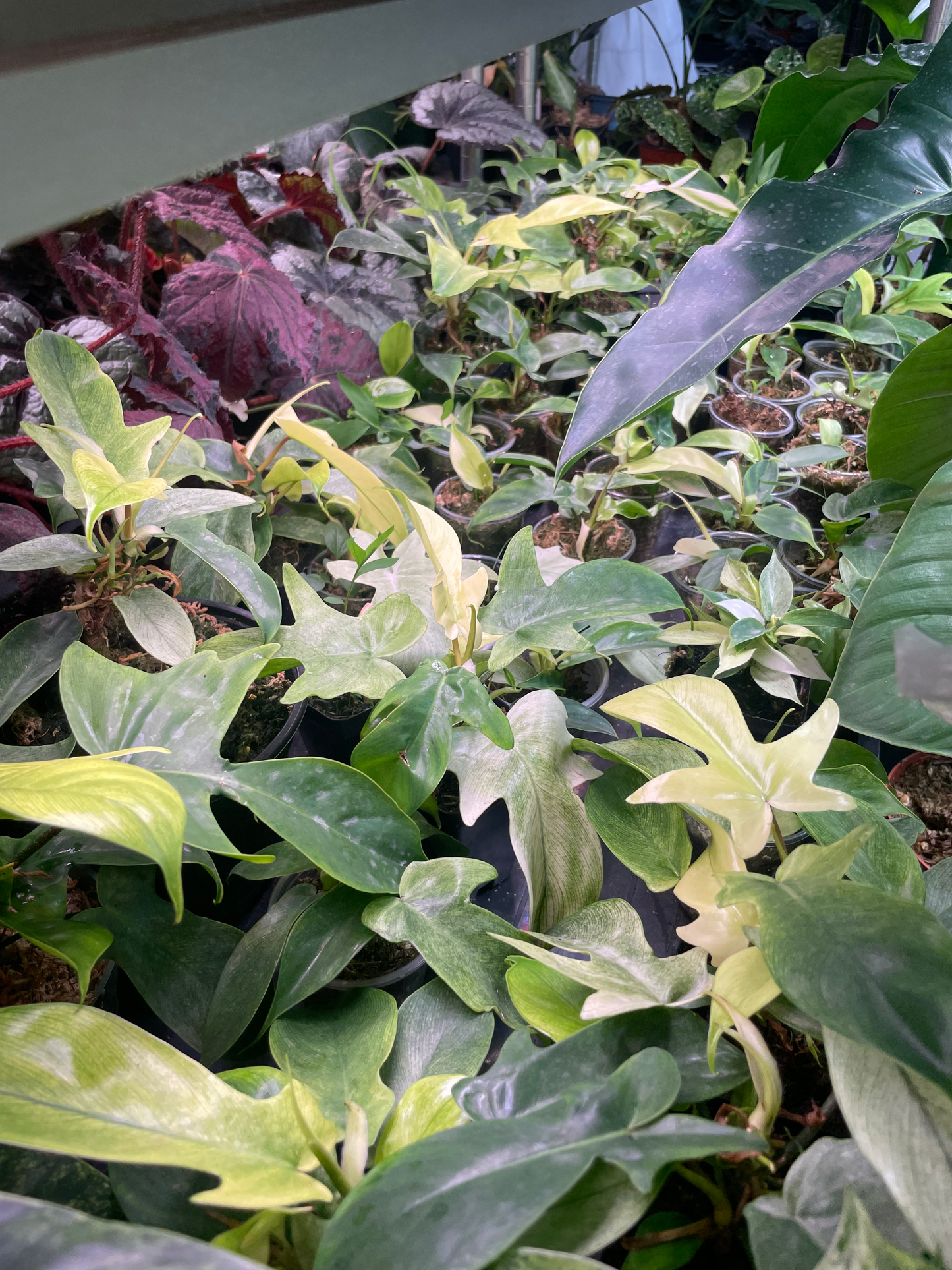 Philodendron Florida Ghost