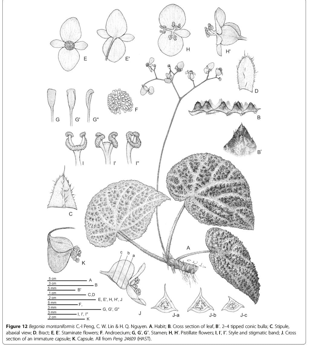 Begonia Montaniformis