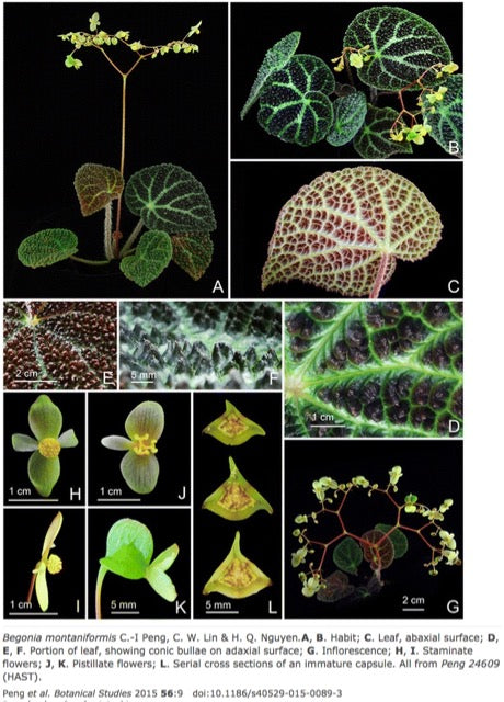 Begonia Montaniformis