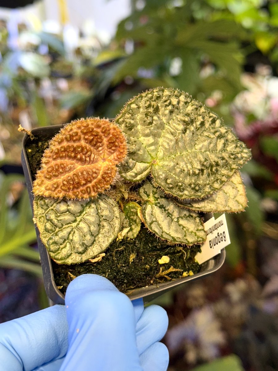 Begonia Montaniformis