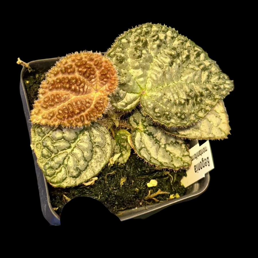 Begonia Montaniformis