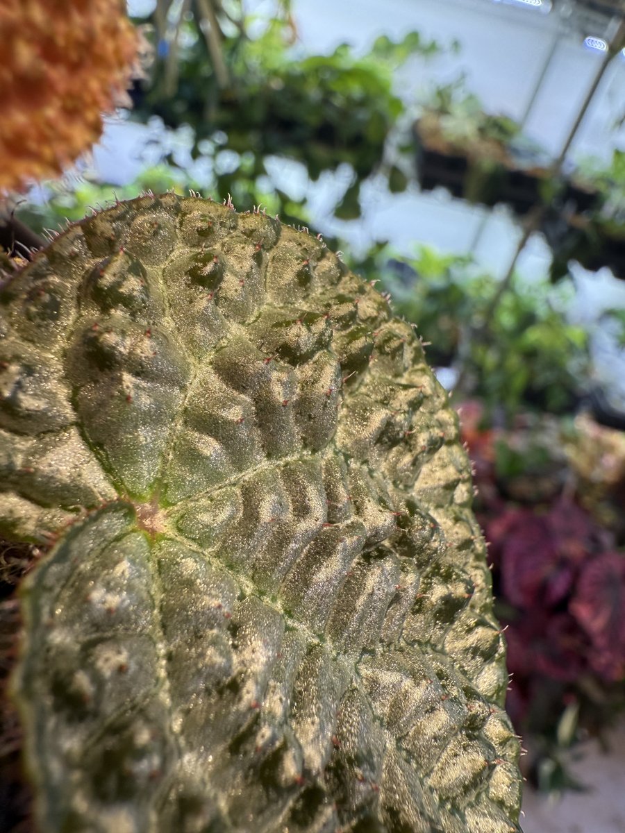 Begonia Montaniformis