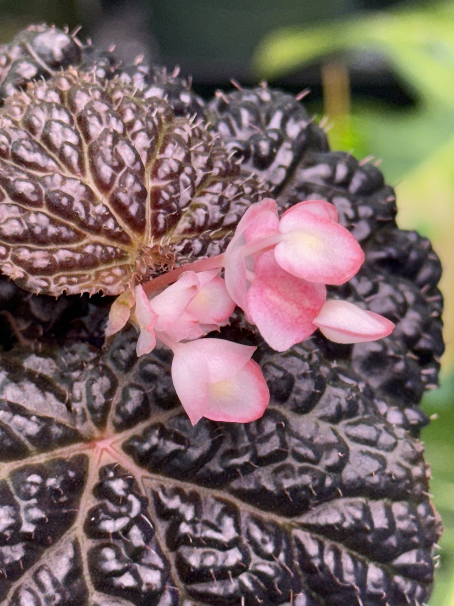 Begonia Ruby Dragon